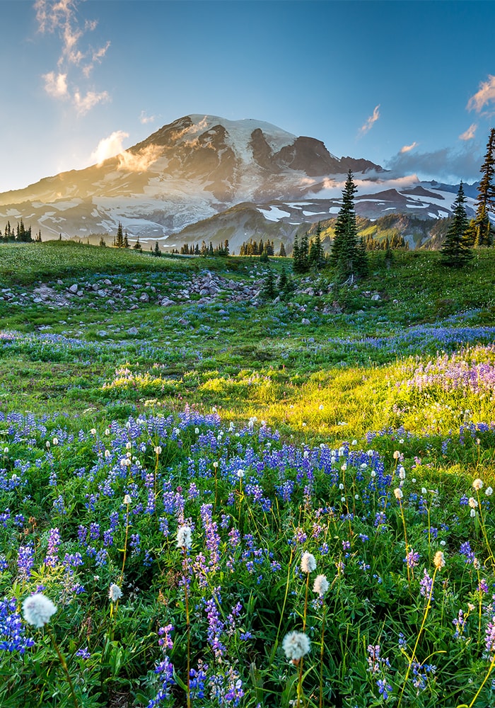 mountain meadow in front of a snow capped mountain